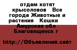 отдам котят крысоловов - Все города Животные и растения » Кошки   . Амурская обл.,Благовещенск г.